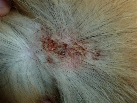 Possible Allergies Sore Red Bites On Dogs Neck Dog Forum