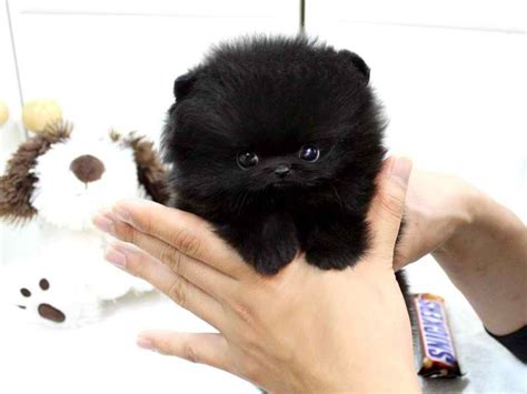 Teacup Pomeranian Puppy Black And White