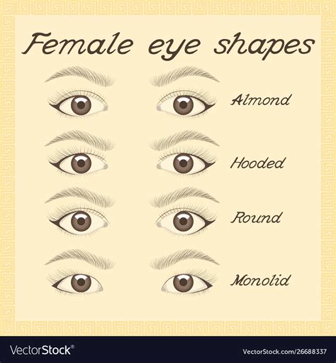 Eye Shapes And Types Various Female Shapes Vector Image