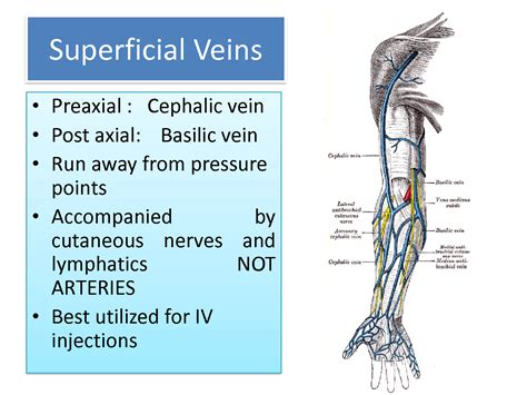 Solution Venous And Lymphatic Drainage Of Upper Limb Studypool