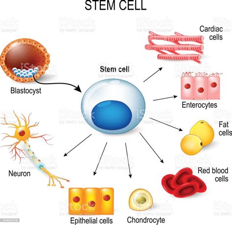 Stem Cells Stock Illustration Download Image Now Istock