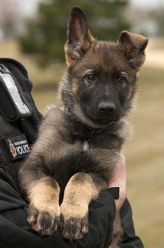 German shepherd finn and pc dave wardell. Introducing Puppy Mo | Dogs, German shepherd dogs, Police dogs