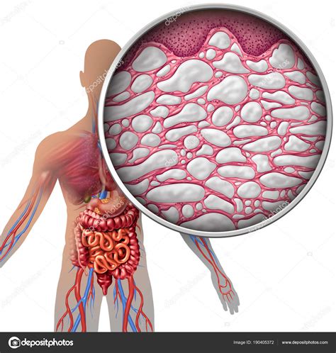 Imágenes Tejidos Del Cuerpo Humano Intersticio Humanos Cuerpo Anatomía — Foto De Stock