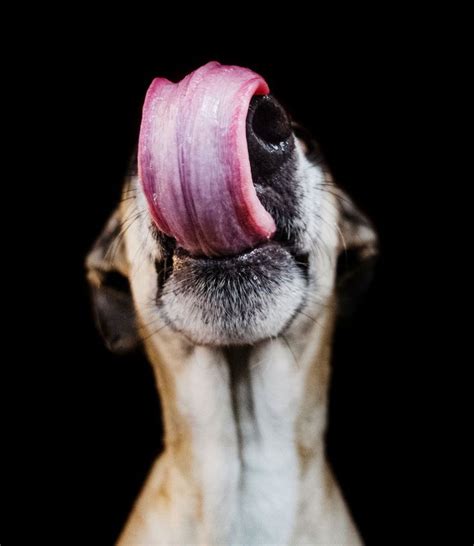 Intimate And Playful Dog Portraits By Elke Vogelsang Dog Photography