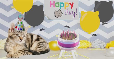 Anche tgcom24 vuole festeggiare con voi il vostro amato micio in occasione della festa nazionale del gatto. 17 febbraio, Festa del Gatto: alcune curiosità che non ...
