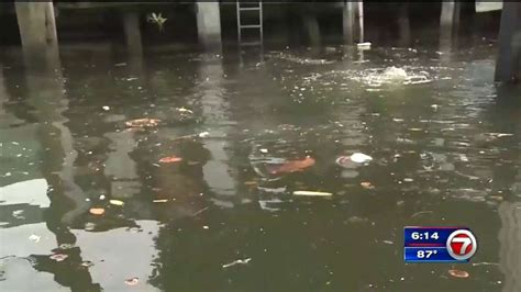 Sewage Problems Create Algae Blooms In Fort Lauderdale Waterways Wsvn