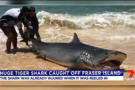 massive 14 foot tiger shark caught and released at popular beach tiger shark shark beach