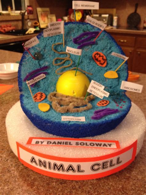 An Animal Cell Is Shown On Top Of A Counter With Labels And Magnets
