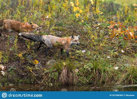 Red Fox Vulpes Vulpes Run Right Across Island Shoreline Autumn Stock