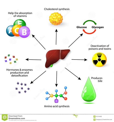Organ in the human body. Liver functions stock vector. Illustration of deactivation ...