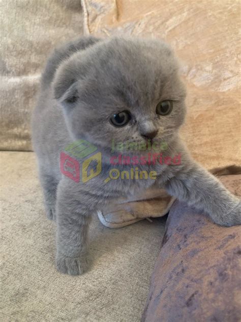 For Sale Beautiful Scottish Fold Kittensbritish Shorthair St Mary