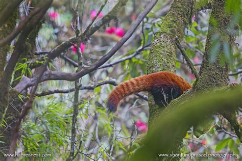 Red Panda Tourism Red Panda Expedition Habres Nest