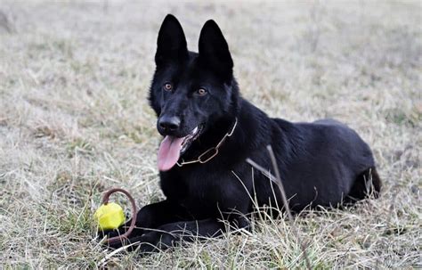 Recklessly All Black German Shepherd Baby