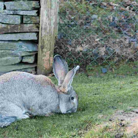 Do You Need To Bathe Rabbits Rabbit Grooming Tips