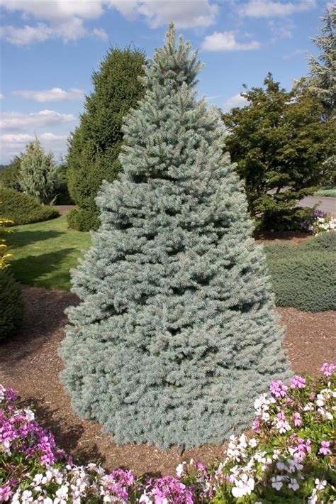 Sesters Blue Spruce Dwarf Plants Sensory Garden Colorado Blue Spruce