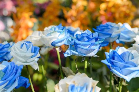 Beautiful Blue And White Roses Garden Stock Image Image Of Close