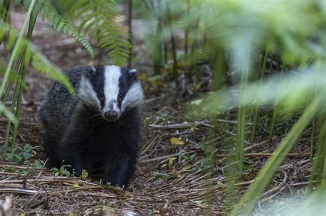 How To Stop Badgers From Digging Up Your Garden Four Top Tips