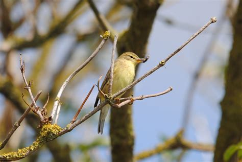 How Far Do Our Birds Migrate Scottish Wildlife Trust