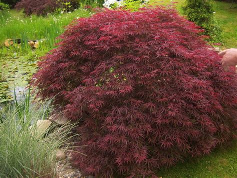 In between, color varies from remaining red all summer to sometimes fading slightly with maturity. Acer palmatum 'Tamukeyama' Weeping Red Japanese Maple ...