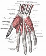 Core Muscles Facts Images