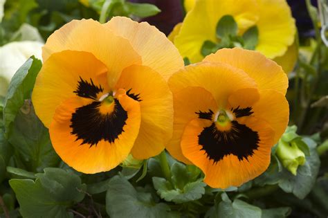 Orange Pansy Flowers Longfellows Greenhouses