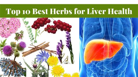 Top 10 Best Herbs For Liver Health Best Herbs For Liver Repair