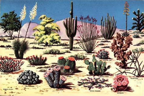 In our desert climate, there are many plants that flower reliably in december. Cacti and Desert Flora of the Great Southwest Cactus ...
