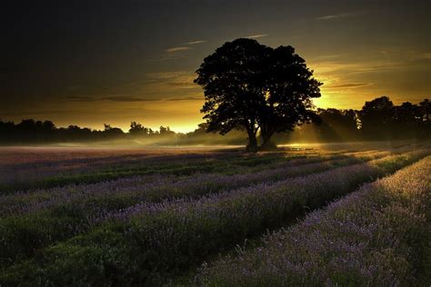 Lavender Field At Sunrise Landscape Trees Landscape Sunset