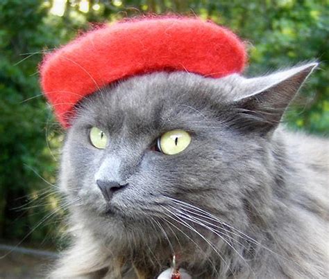 15 Cute Cats Wearing Hats Page 3 Of 15 Really Cute Cats
