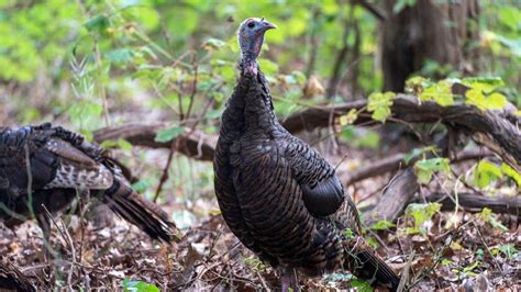 Lis First Spring Turkey Hunting Season Starts Monday Newsday