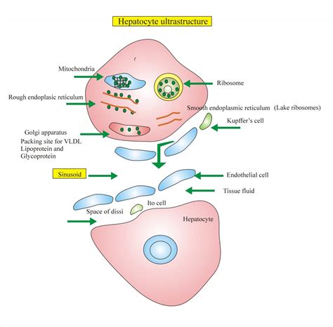 Liver Histology