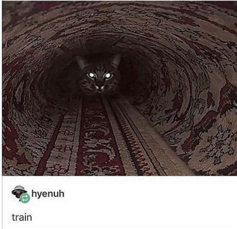 Subway Or Cat Meme By Damusicgamer Memedroid