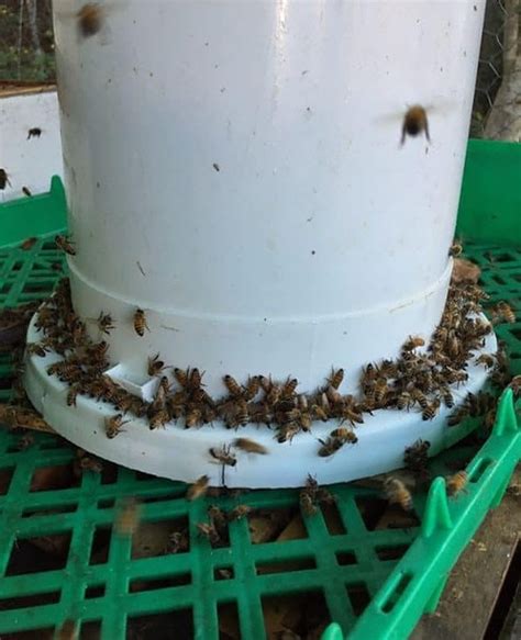 A popular craft for kids of all ages is creating a simple diy water source using a wide saucer and colorful pebbles. DIY Bucket Feeder For Bees