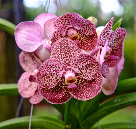 30 Popular Types Of Orchids Blessing From Mother Nature Constant