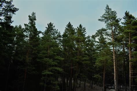 Pine Forest Photos Download The Best Free Pine Forest Stock Photos