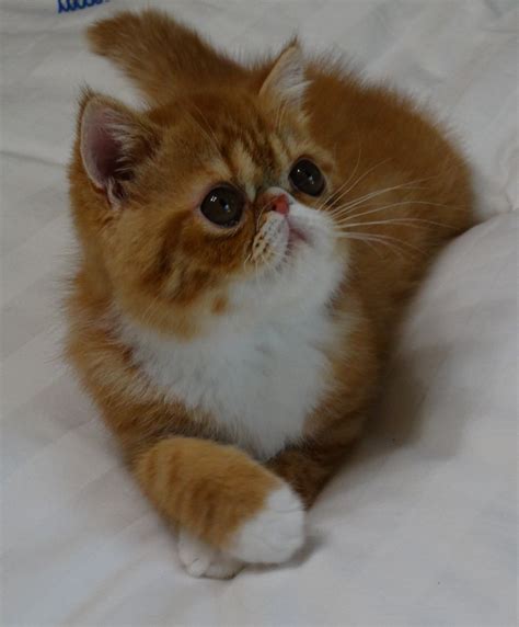 Exotic Shorthair Cats For Sale Fayetteville Ar 298074