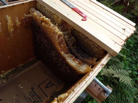 The bars form a continuous roof over the comb, whereas the frames in most current hives allow space for bees to move up or down between boxes. May | 2013 | Overall Gardener