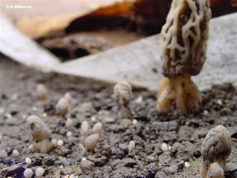Morchella rufobrunnea (MushroomExpert.Com)