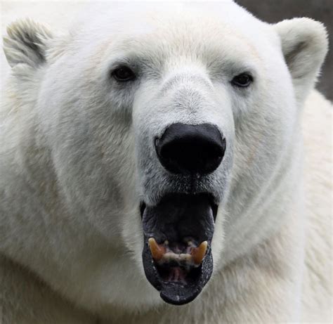 Animal Extreme Close Ups Animal Facts Encyclopedia Polar Bear