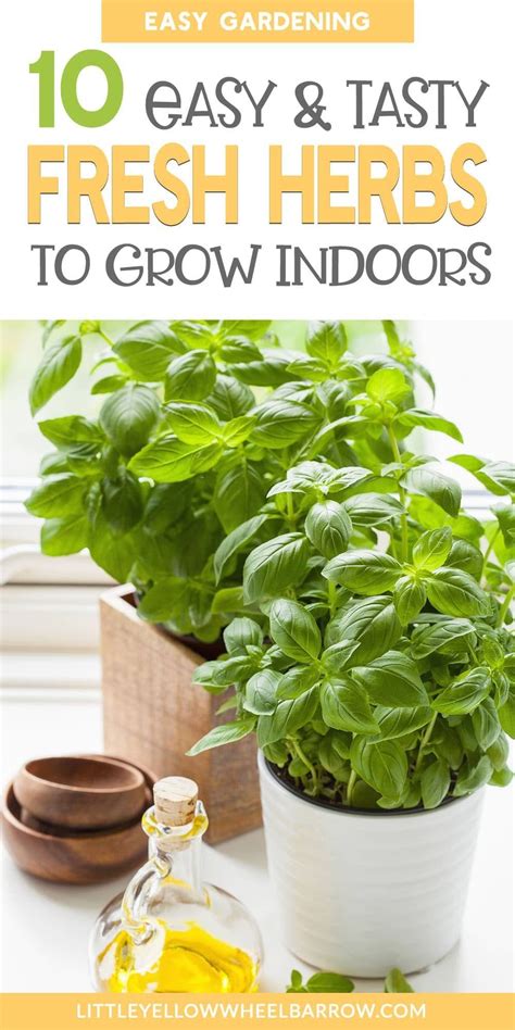 The 10 Best Herbs To Grow Indoors Modern Design In 2020 Growing