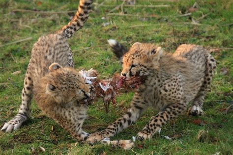Cheetah Cubs Acinonyx Jubatus Chester Zoo Cheshire