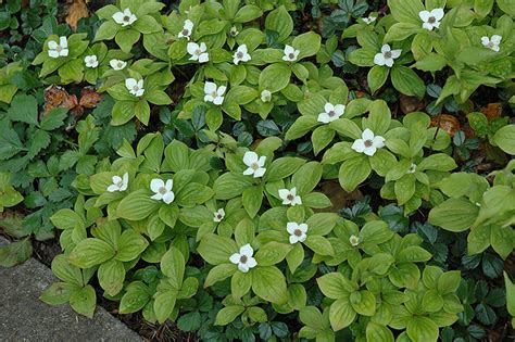 Sodding Suggestions- Native Bunchberry | Green Thumb Farms