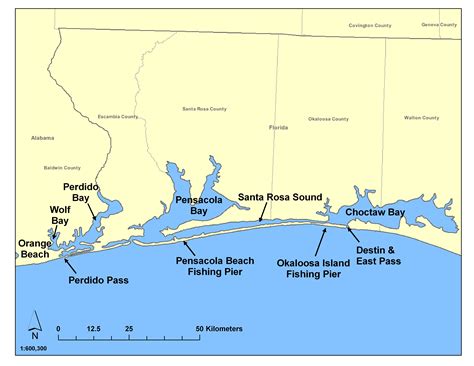 College Of Sciences Newsbottlenose Dolphins Help A Ucf Led Research