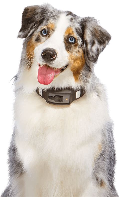 Respiratory rates should be monitored in pets with significant heart disease and a risk of developing congestive heart failure (fluid in or around the lungs). Voyce. Monitors a dog's heart rate, respiratory rate, activity, rest, calories burned. (3-D ...