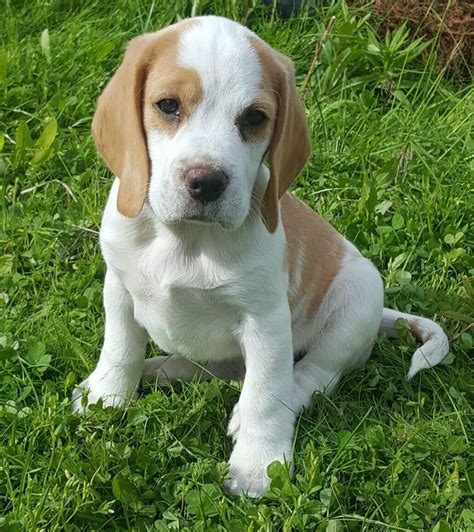 Where To Find Pocket Beagle Puppies For Sale Artofit
