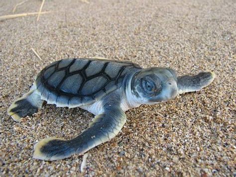The Lost Years Sea Turtles Of India