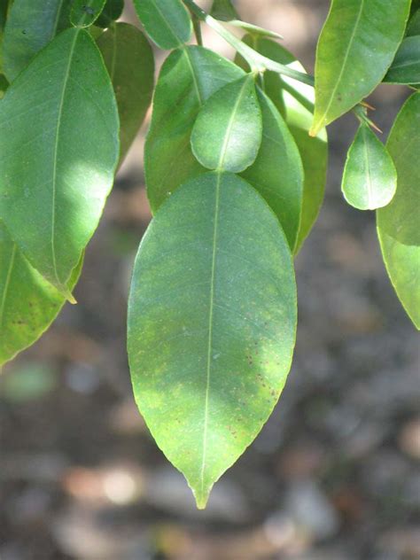 › fruit tree leaf id. Factsheet -Papedas