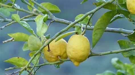 Use with t posts (not included) to support your trees. Lemons Fruit Tree Branch - 1536x864