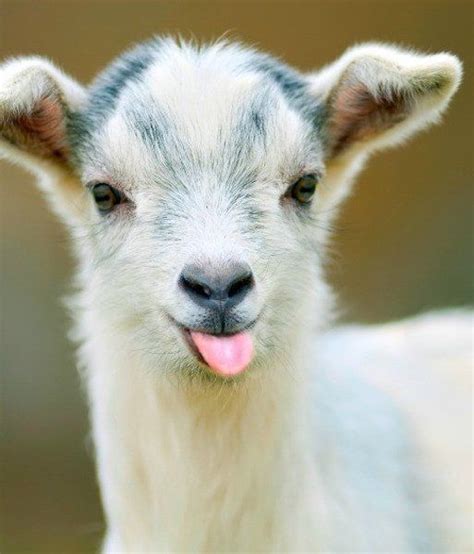 29 Adorable Funny Goat Pictures Entertainmentmesh