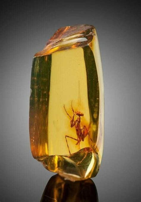99 Million Year Old Insects Stuck In Amber Reveal An Ancient World Of